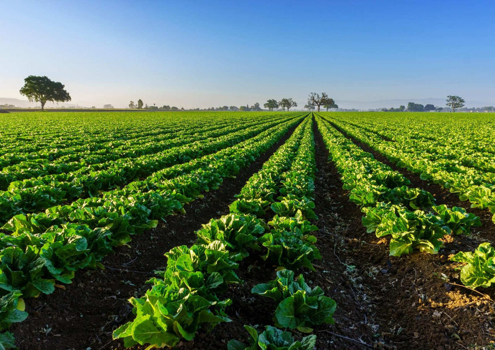 Long green crop rows stretching to the horizon under a blue sky